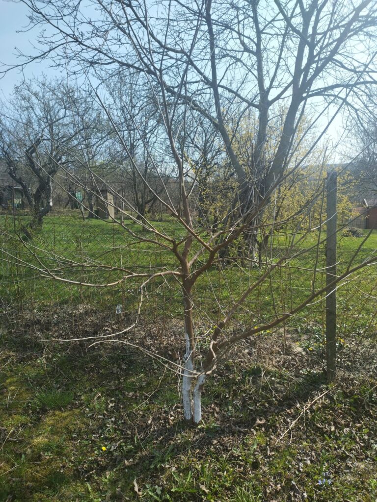 Mullberry tree spring cut