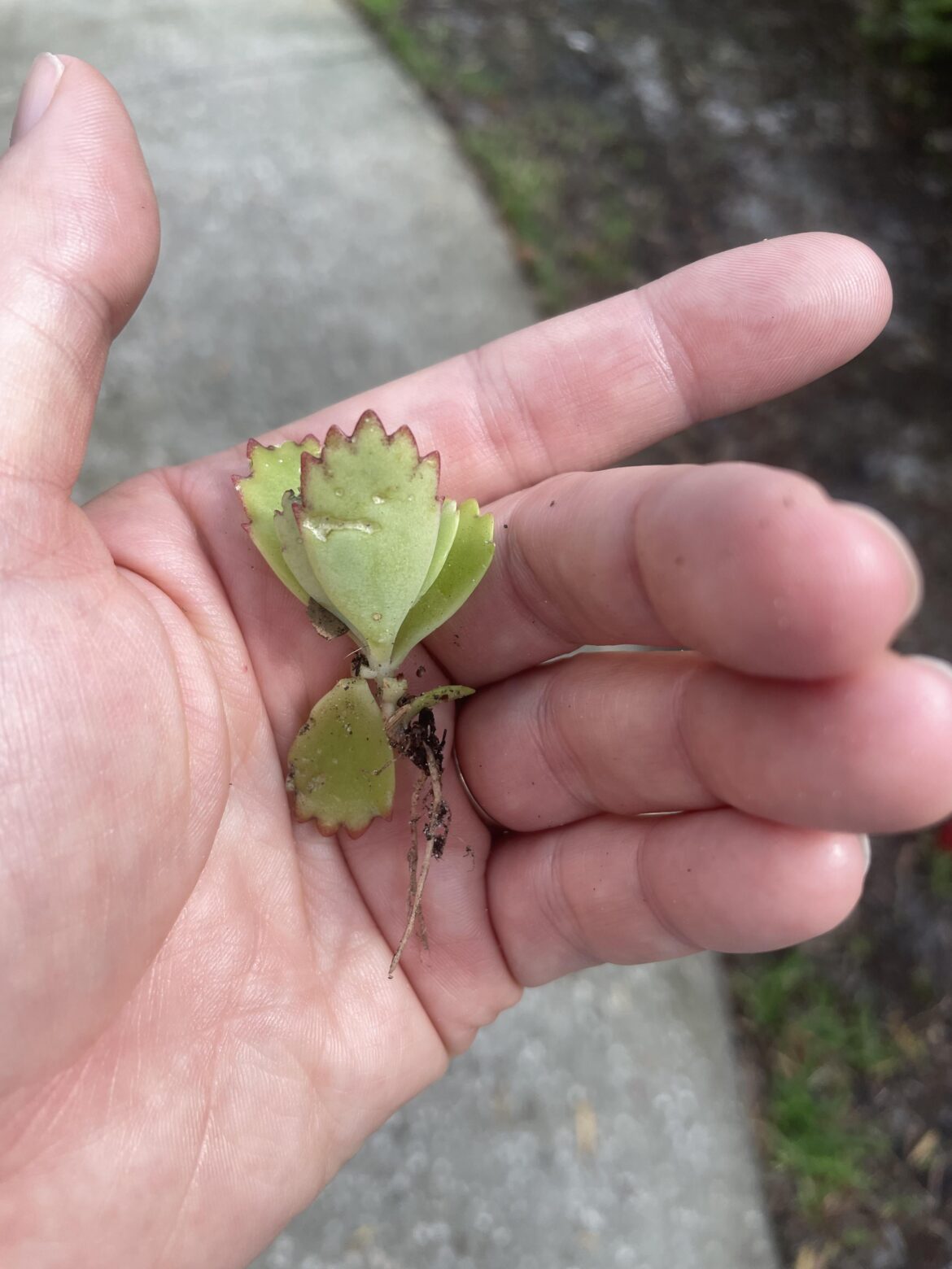 Finally getting to prop a Mother of Thousands Finally getting to prop a Mother of Thousands