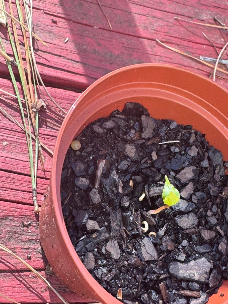 Wow! Finally I have sprouted! Wow! Finally I have sprouted!
