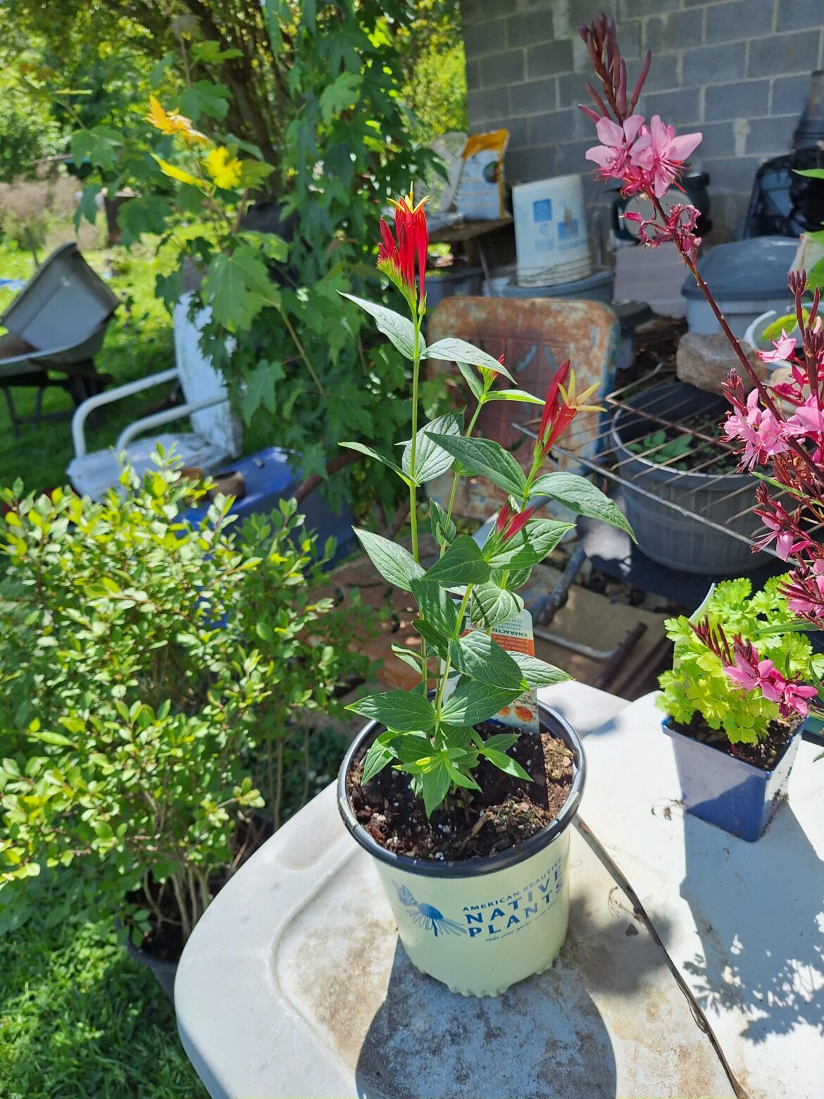 Indian Pink