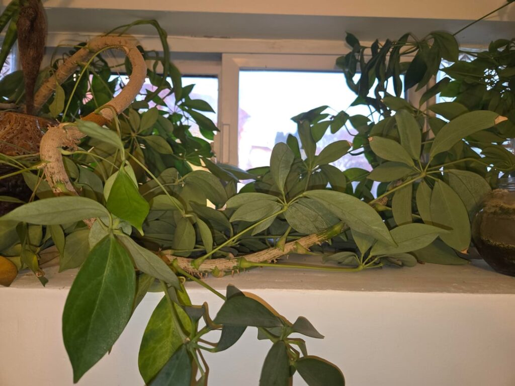 House plant id