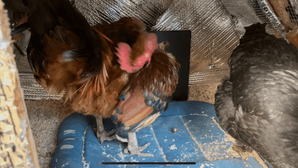 Thought I was going to lose birds in this cold snap – this $19 Temu coop heater probably saved my flock