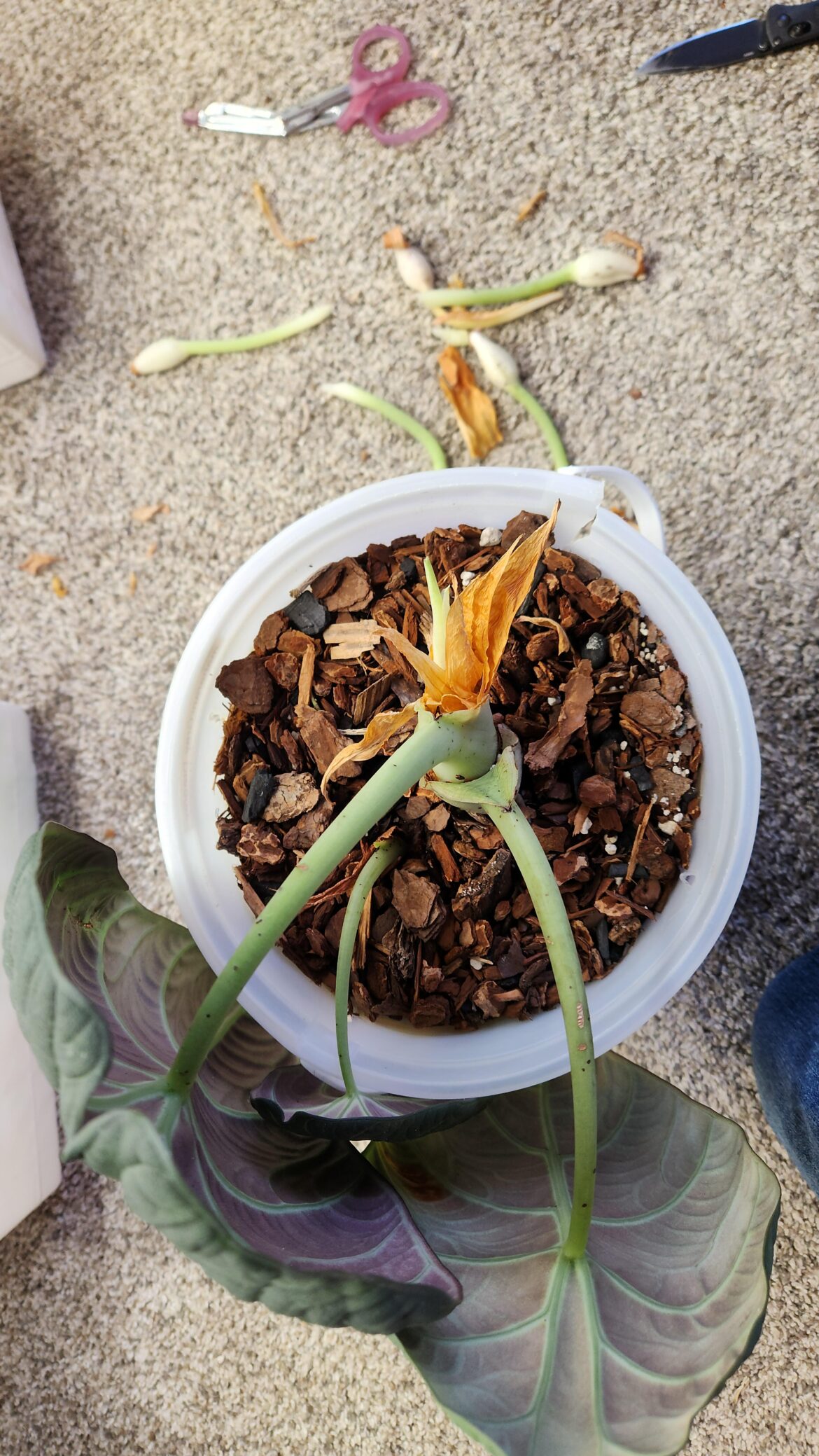 Will she grow leaves now? :)