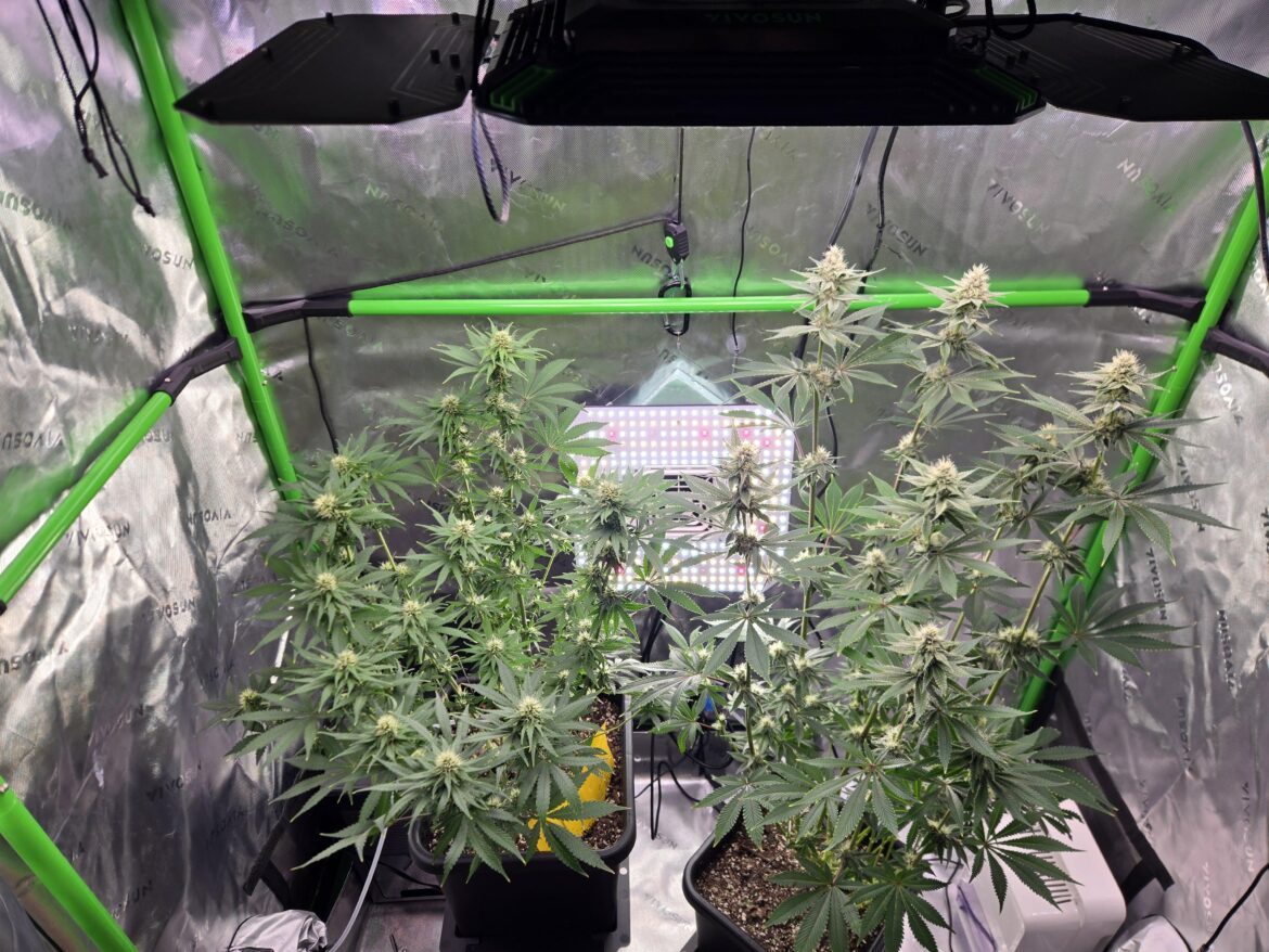 Any thoughts on 100w light from the side. Any thoughts on 100w light from the side.