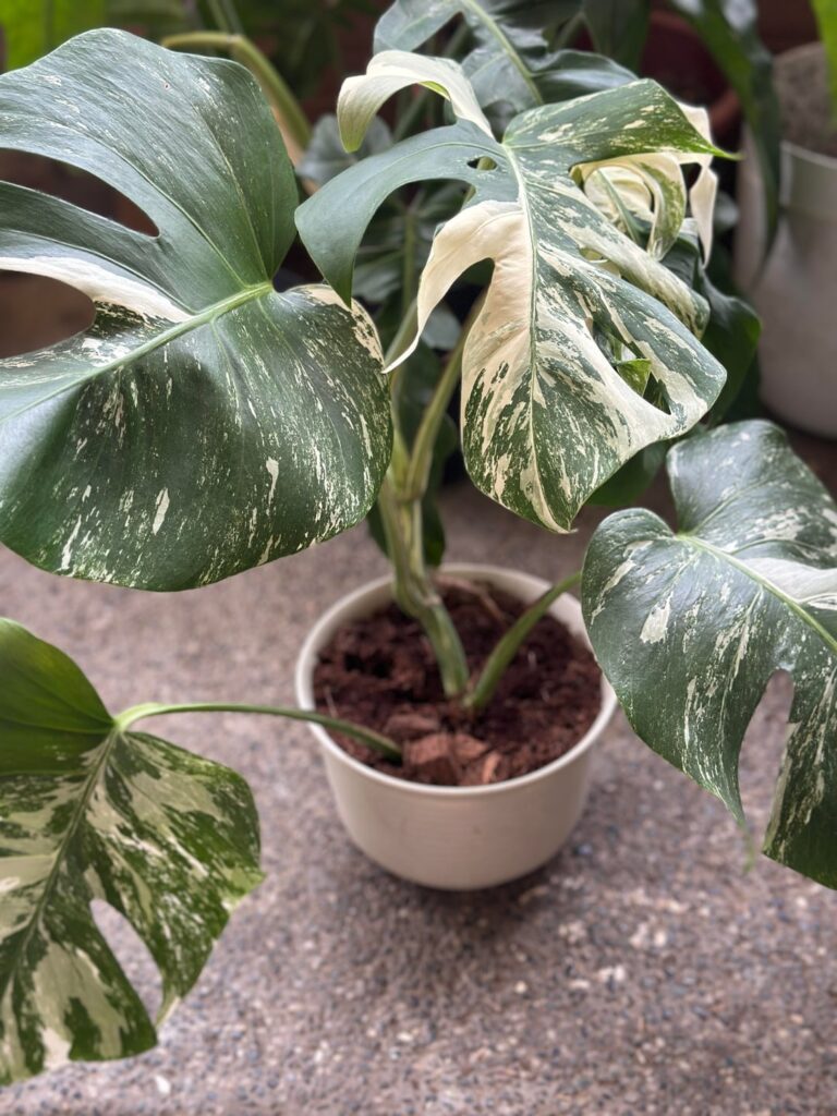 Are they slow growers?