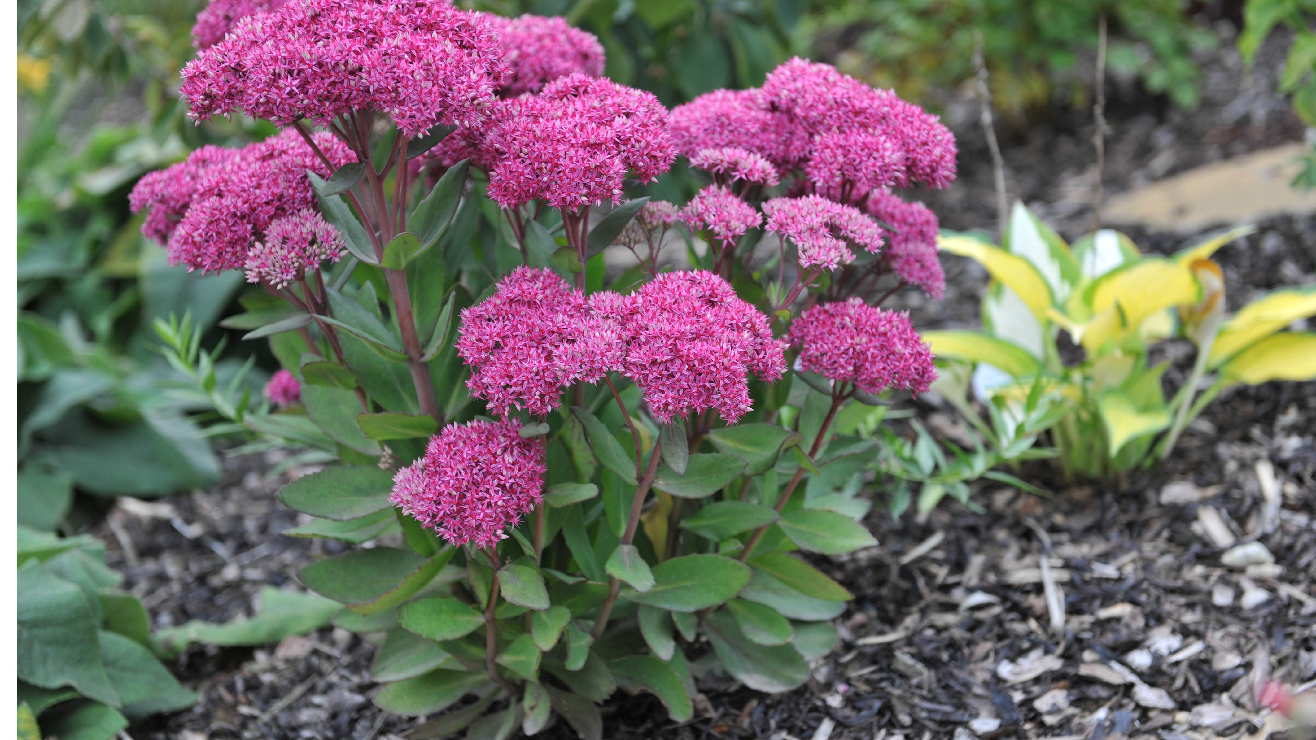Stonecrop