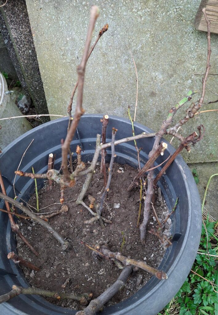 I've made some cuttings from various trees and stuck them into a pot. Will they grow roots in there? Also Fun Question: Which variations do you recognize in here?