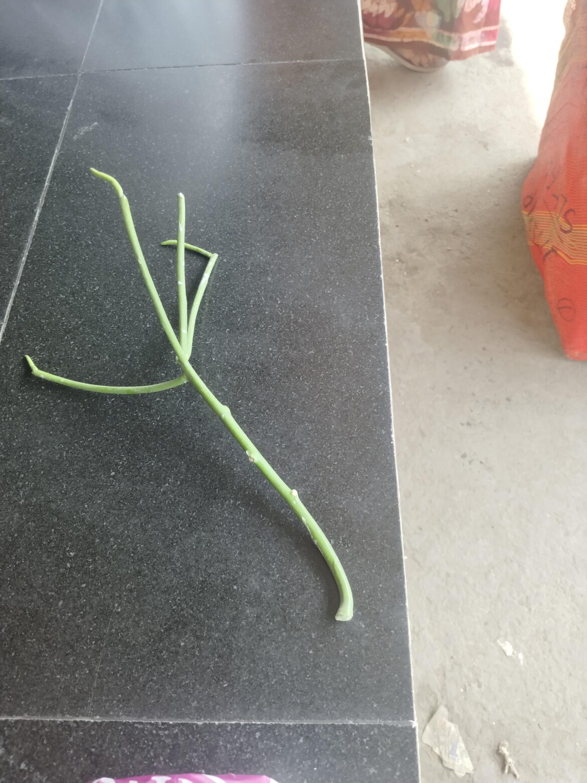 how to propagate Euphorbia tirucalli (pencil cactus)?