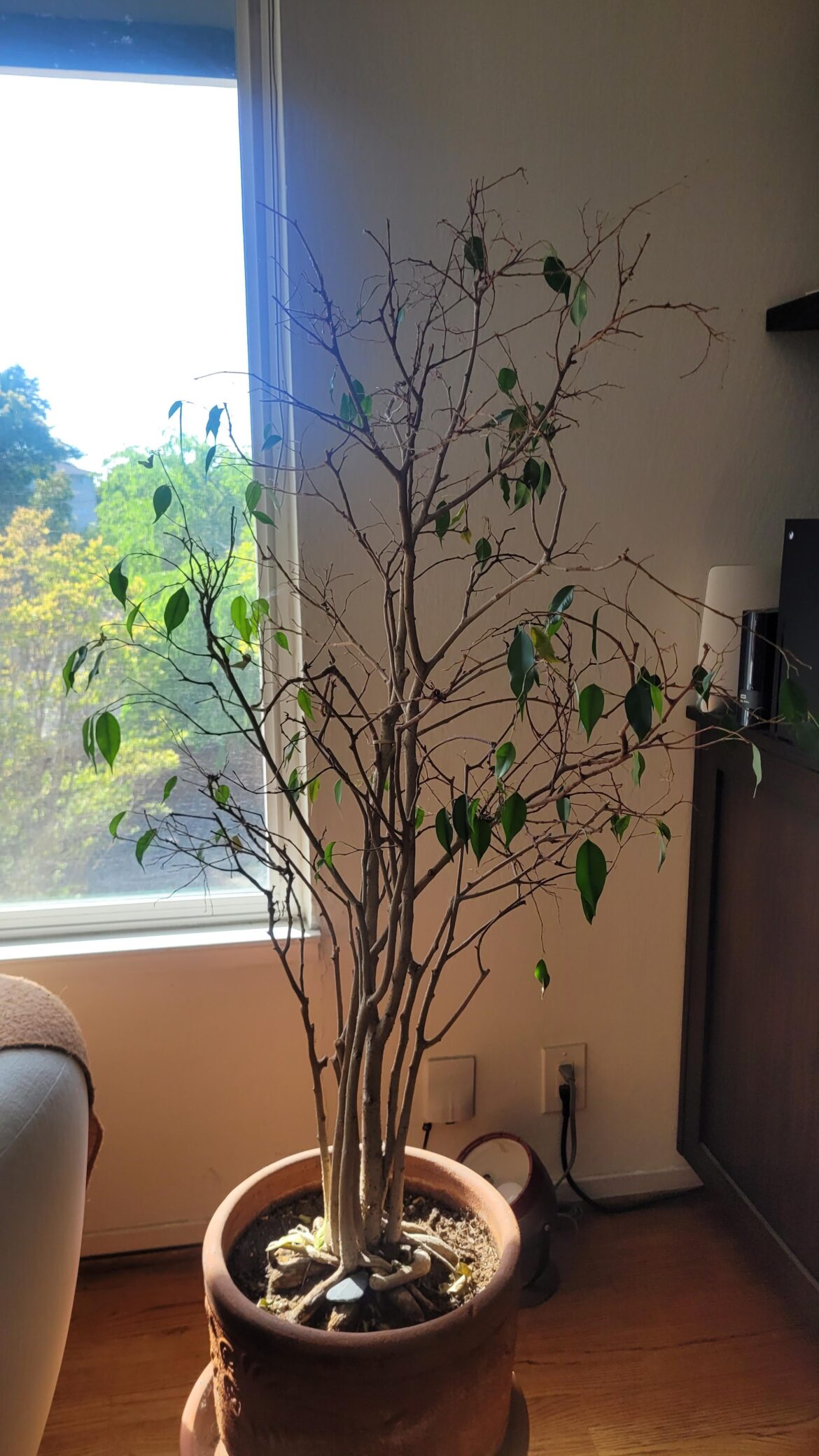 Should I cut this WAY back? Should I cut this WAY back?