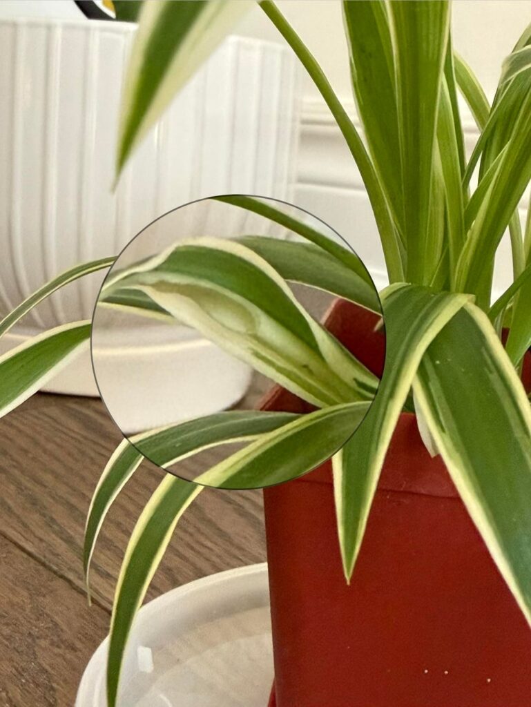 What is this under my spider plant’s leaf?