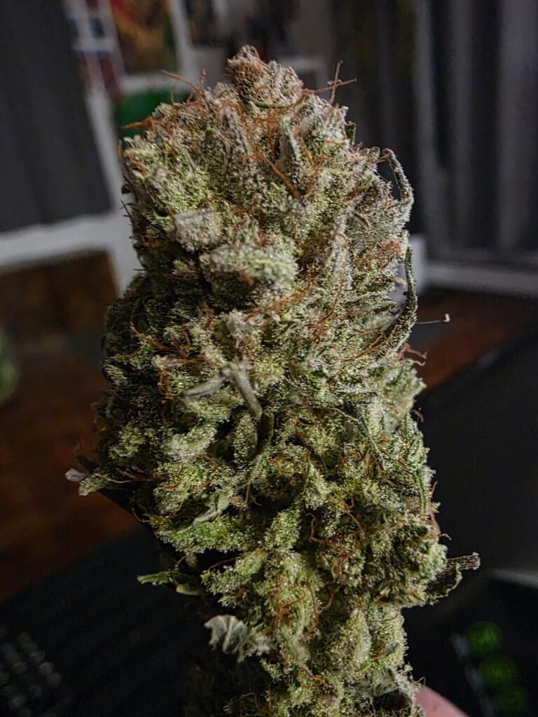 Purple Kush, 1.48 grams per watt, personal best for yield. Very pungent, pine and grapes 🍇
