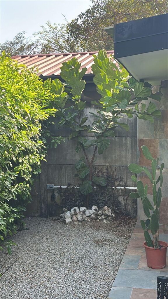 My Fig in Samara Costa Rica
