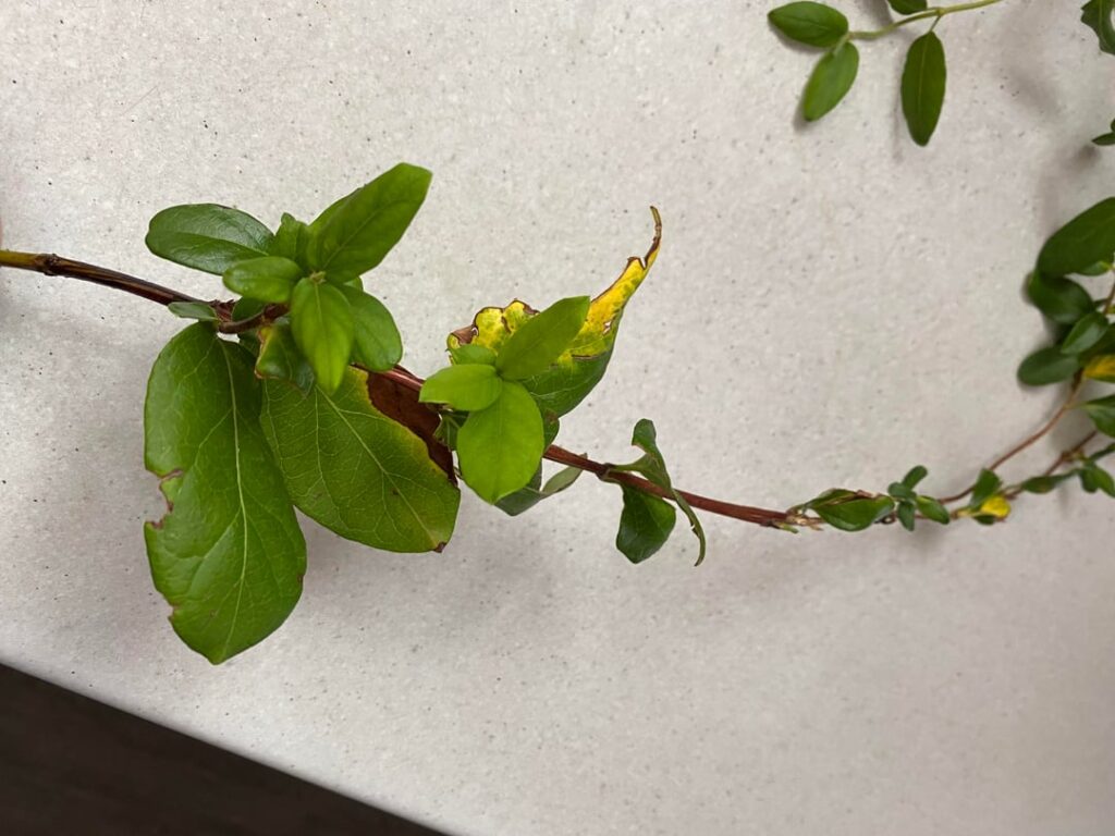Unsure of what type of honeysuckle Unsure of what type of honeysuckle
