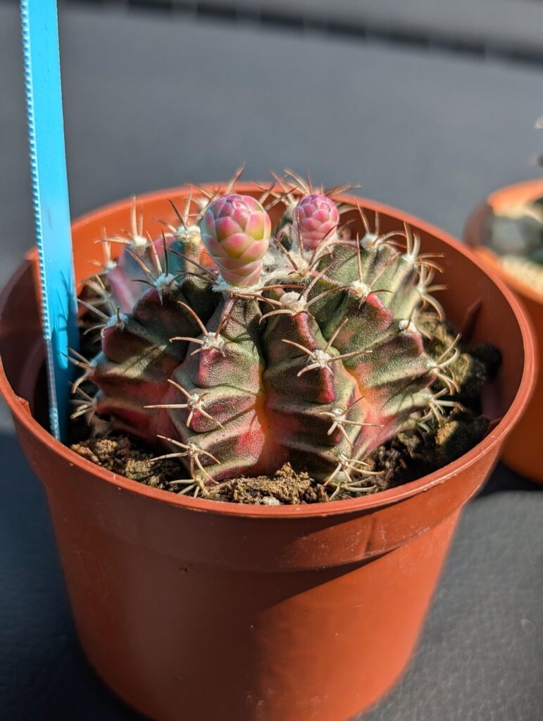 Not a Costa Farms Gymnocalycium