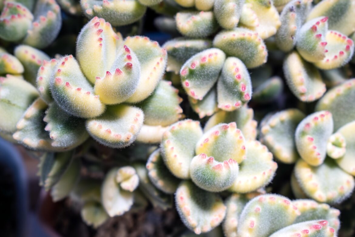 Obsessed with the colours on this guy