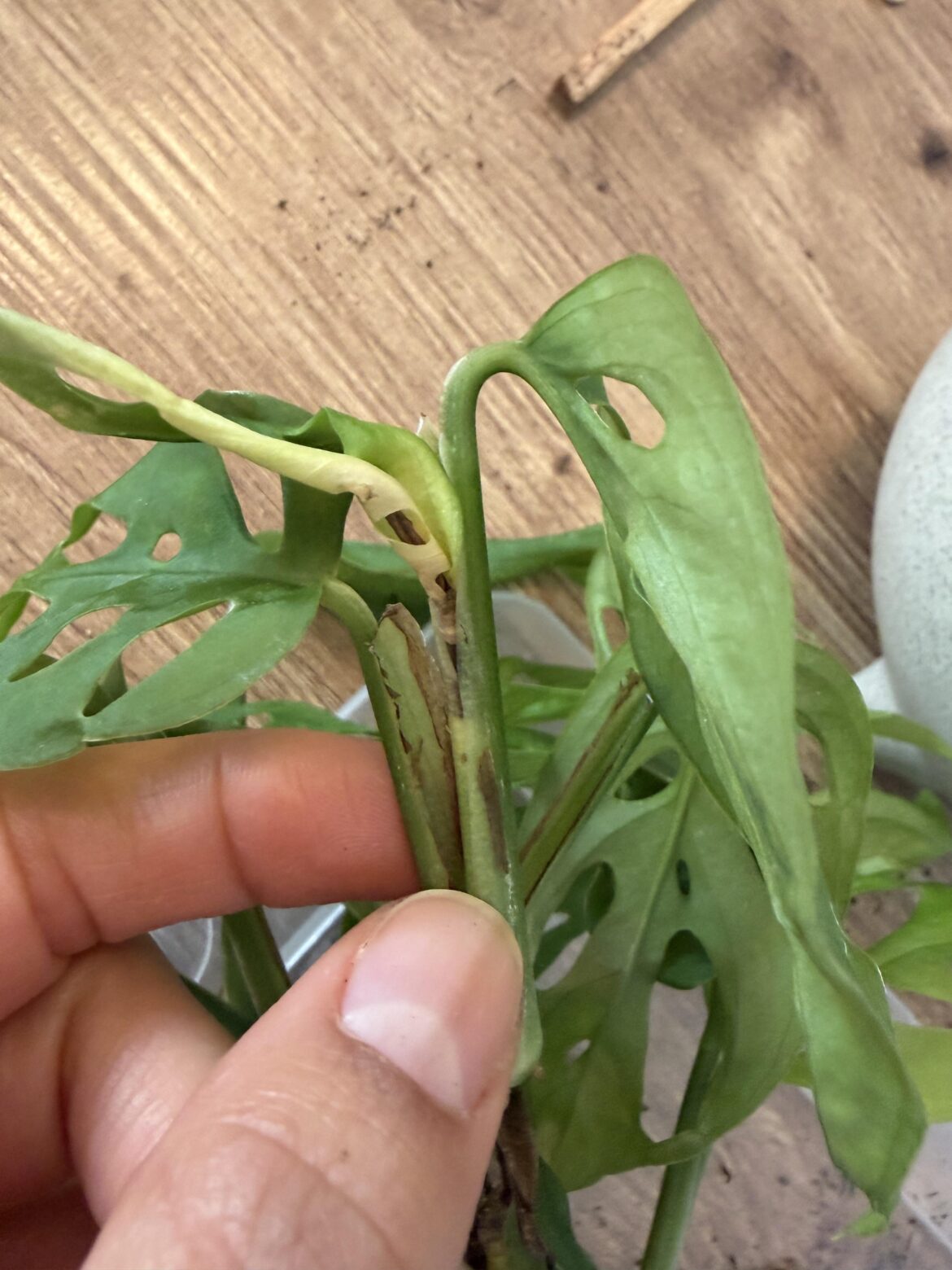 Help, new growth is dying