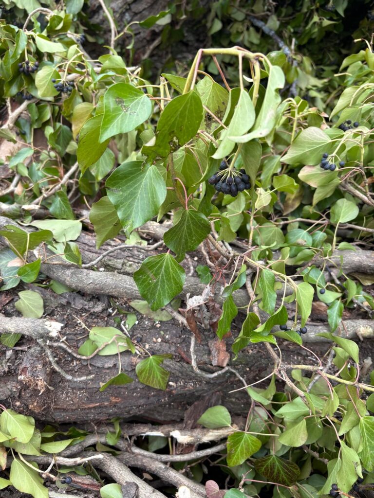 Help ID vines and tree species Help ID vines and tree species