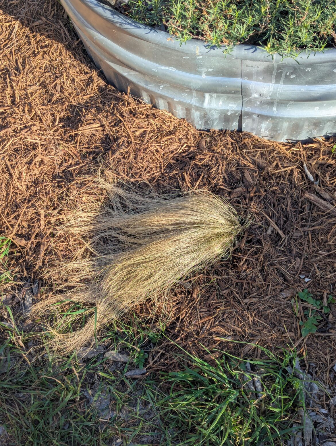 Mexican feather grass looks like this a week after planting - should I cut it back or leave it?