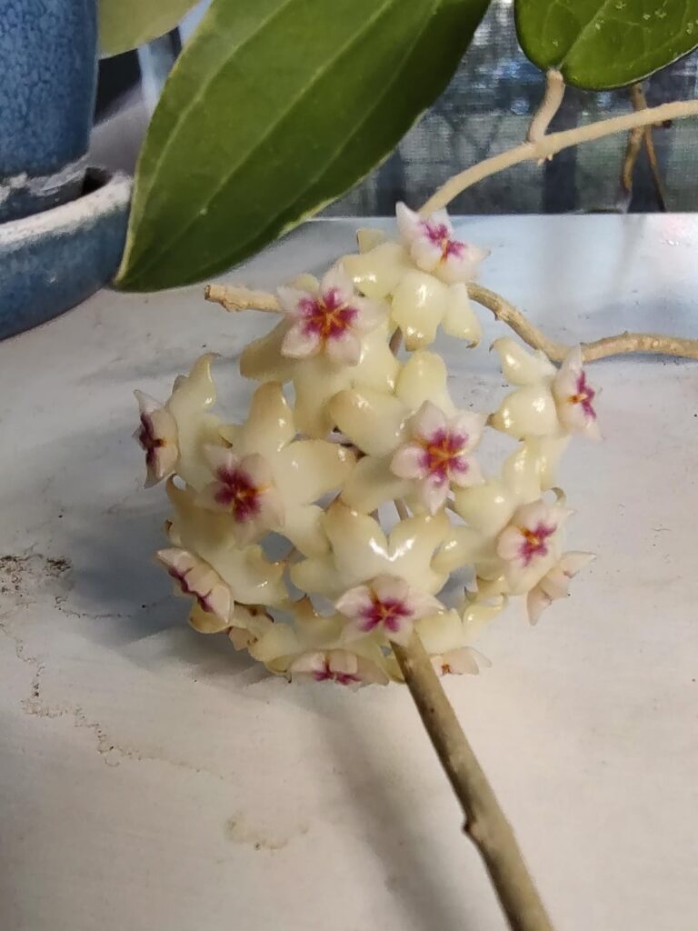 She's finally bloomed all the way.