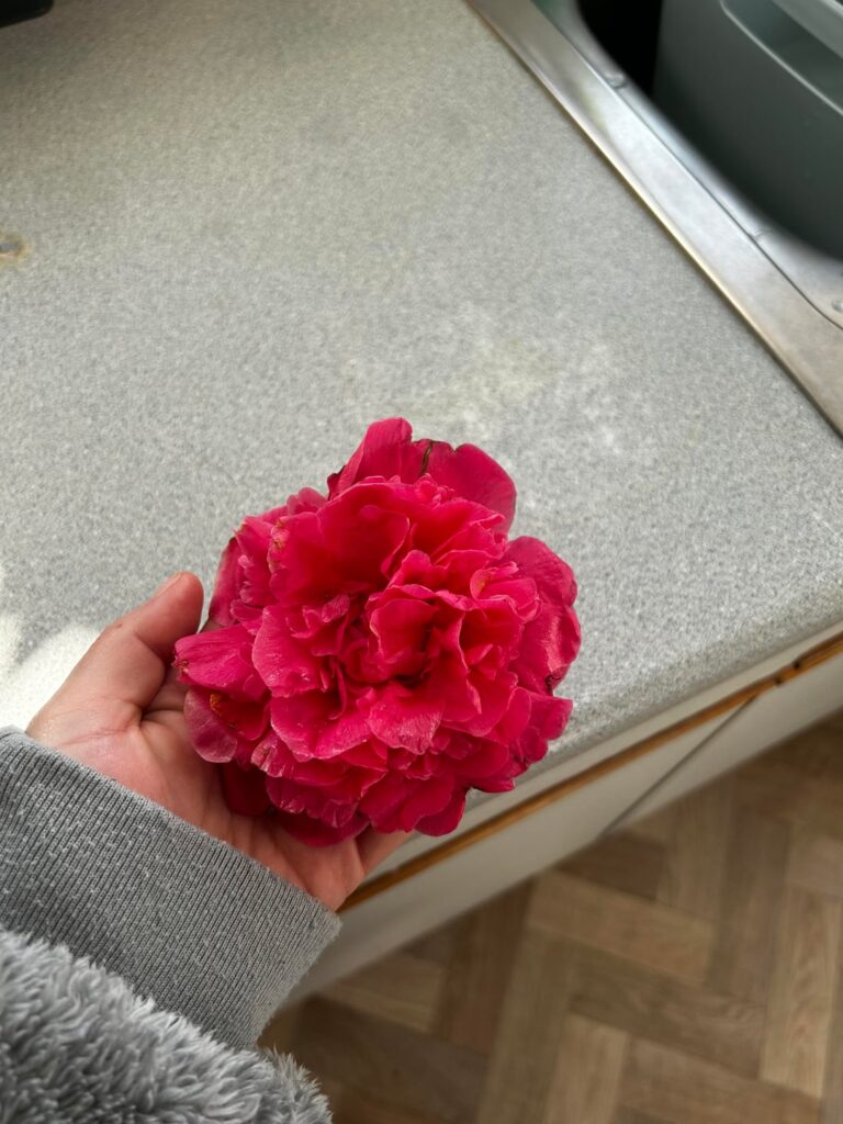 What kind of garden rose is this?