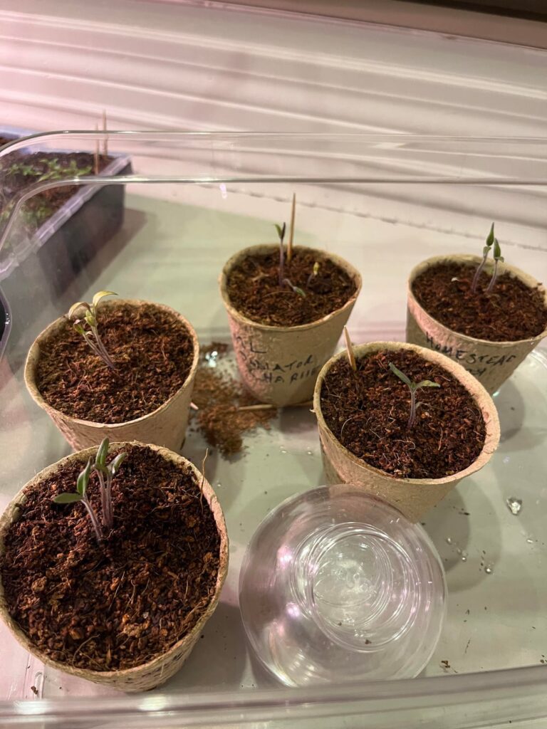 Tomato seedlings need help