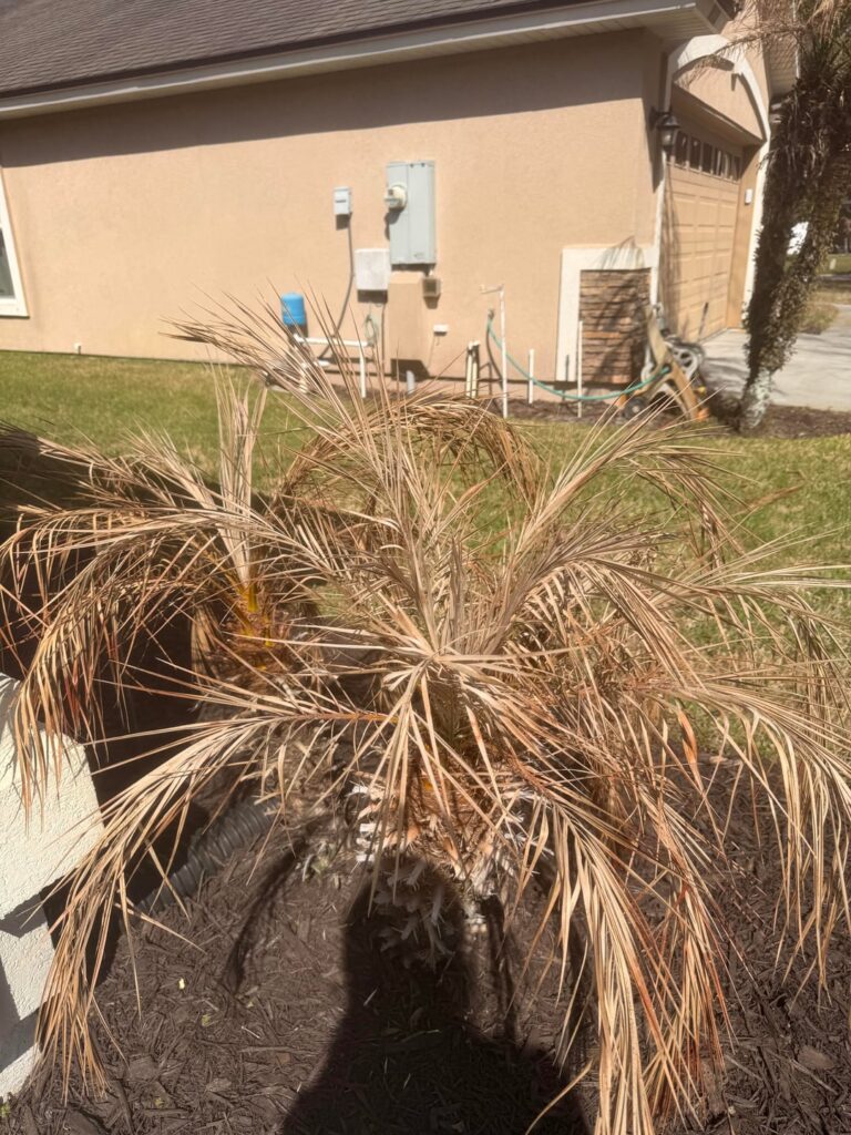 How to prune palm trees after freeze? (Florida) How to prune palm trees after freeze? (Florida)