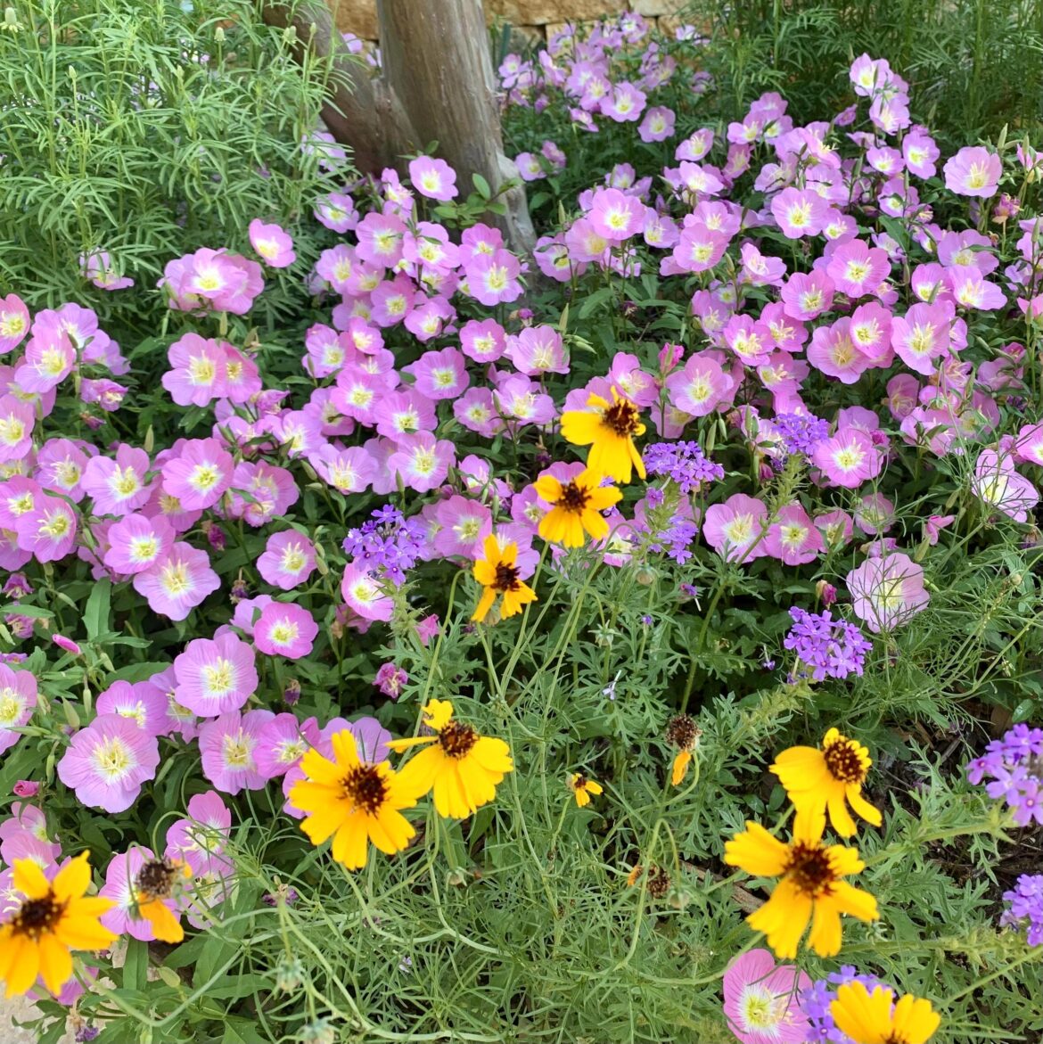 Where my pollinators at