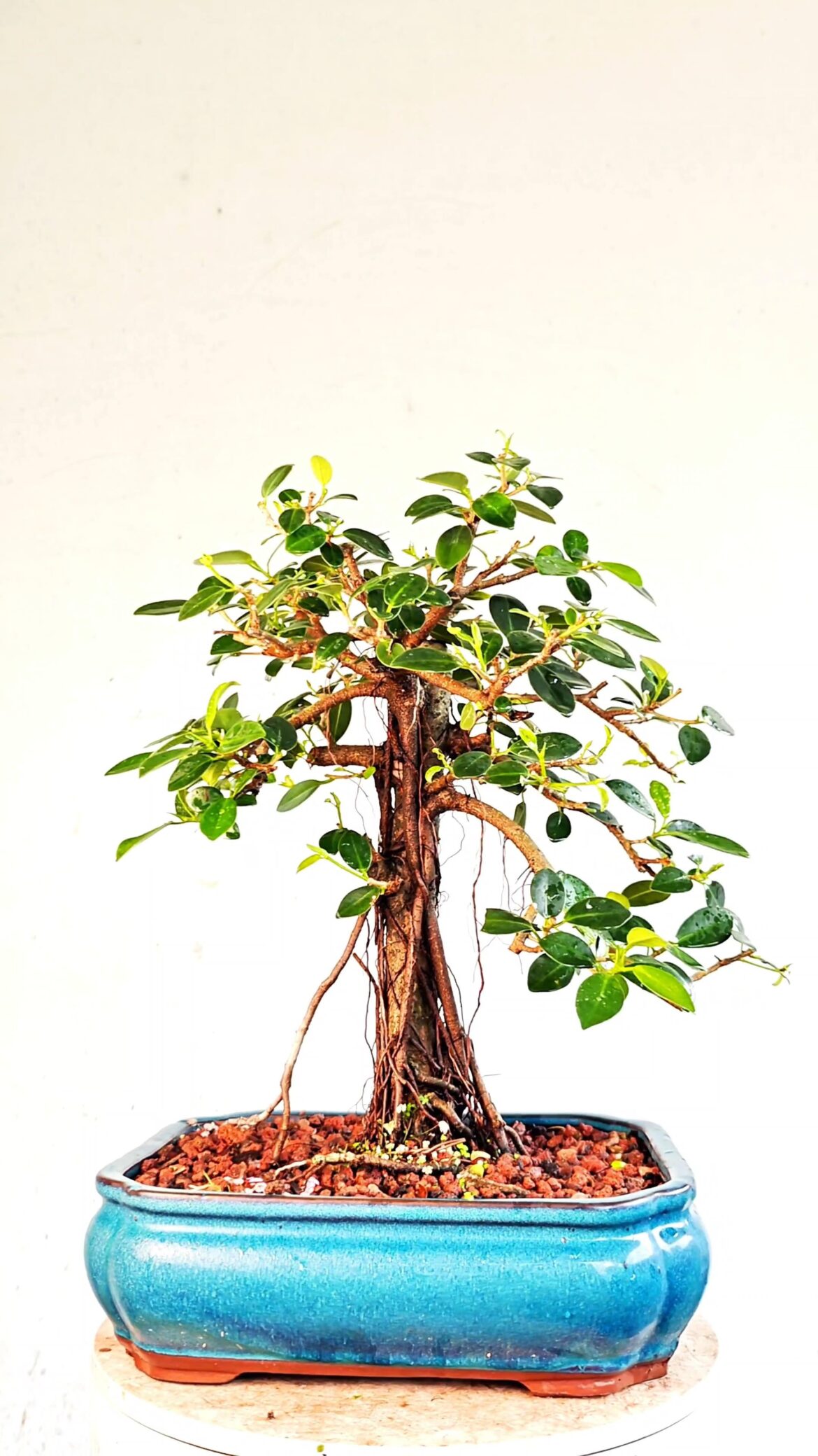 Ficus Microcarpa With Aerial Roots