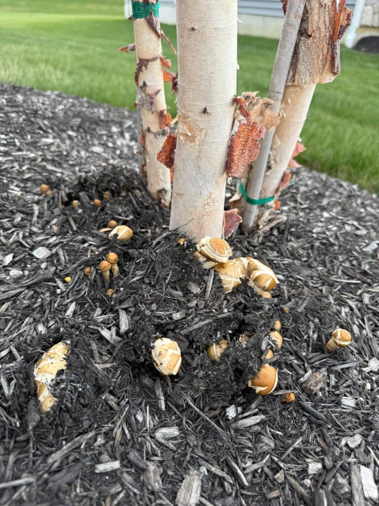 Mushrooms at base of new tree