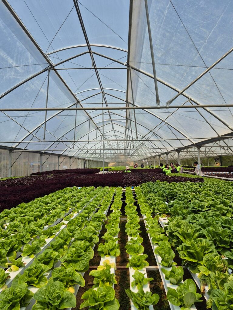 Just visited a hydroponics greenhouse as part of our ToT (Training of Trainers)