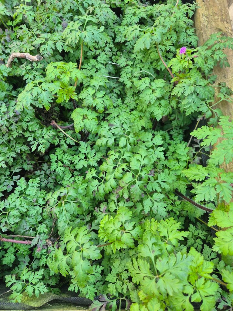 Help identifying