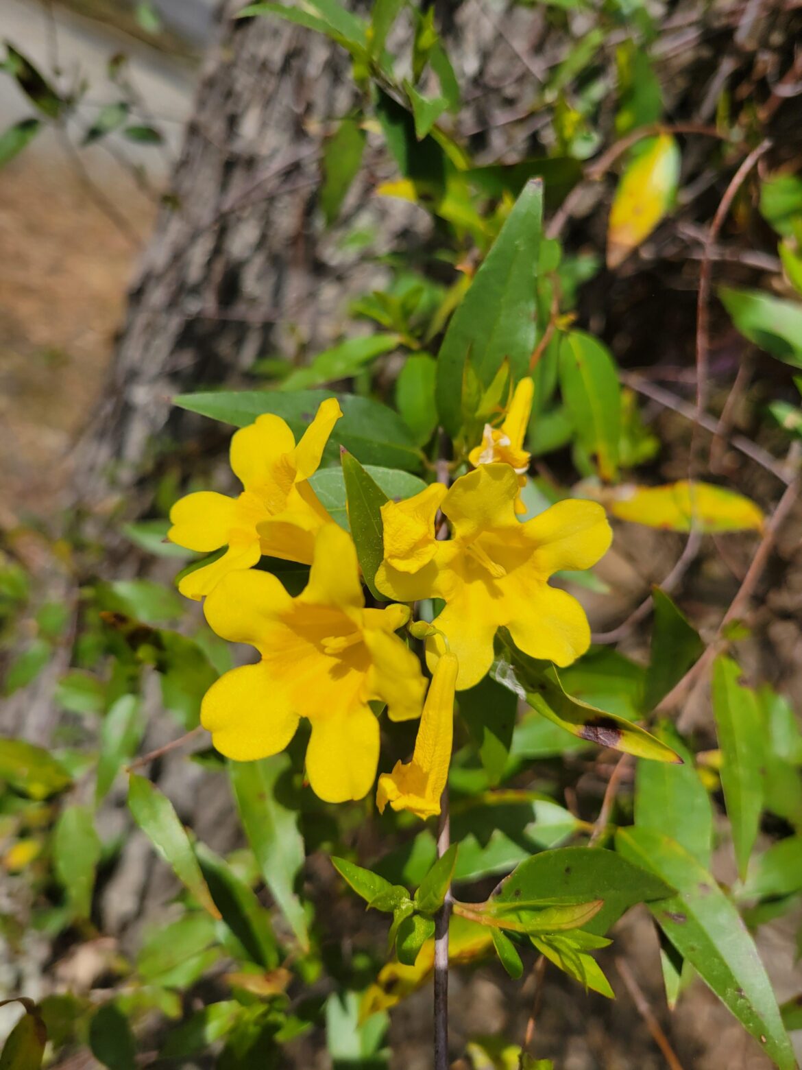 Carolina Jasmine