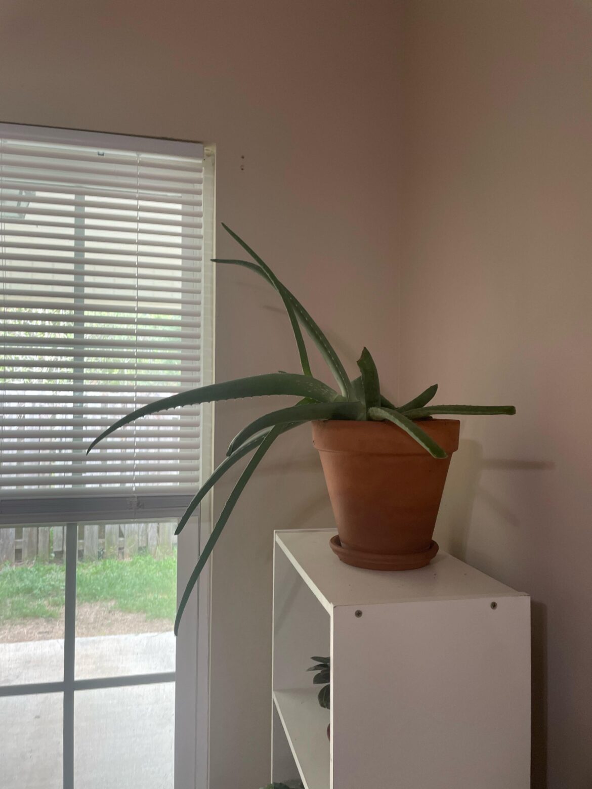 Aloe Vera growing sideways Aloe Vera growing sideways