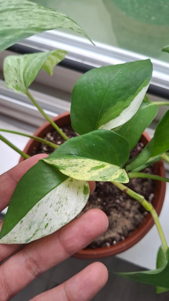 I just got my first pothos, what would you do?