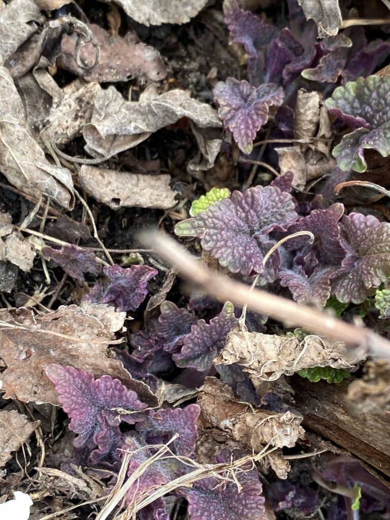 March 28 – The natives are getting restless! March 28 - The natives are getting restless!