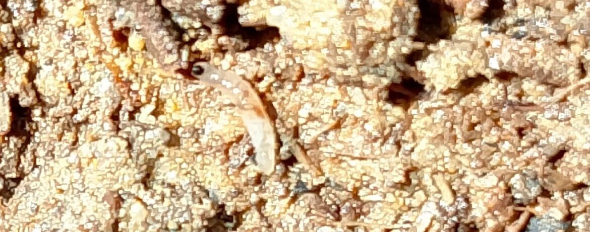 Worms in compost: