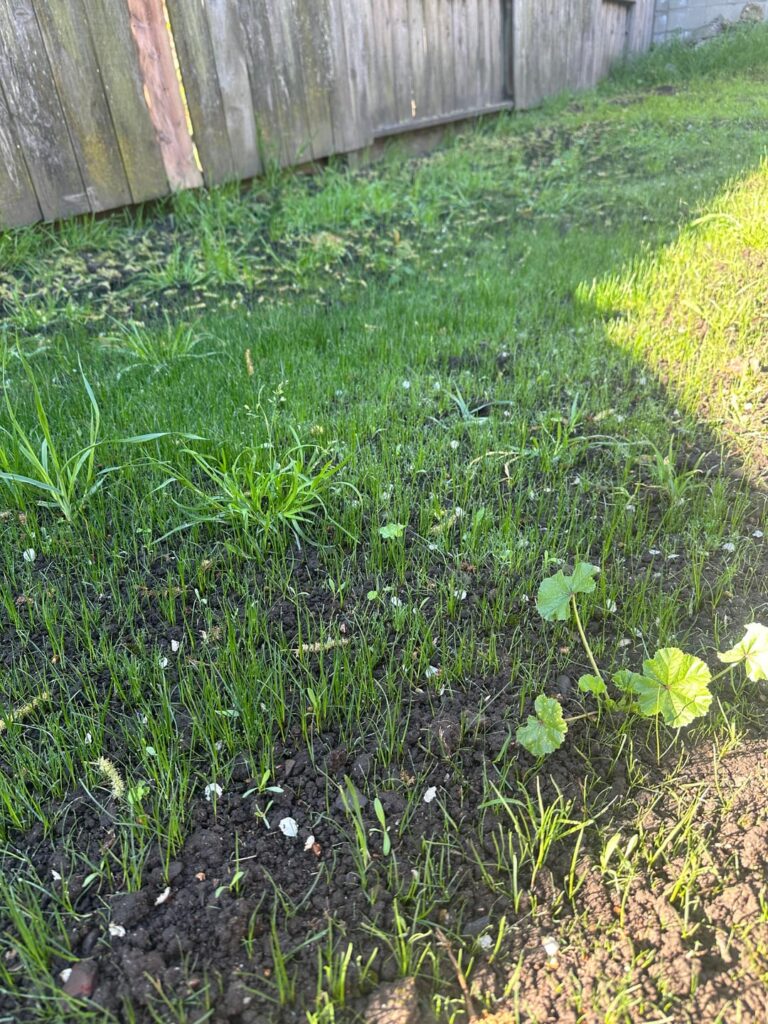 Grass tips
