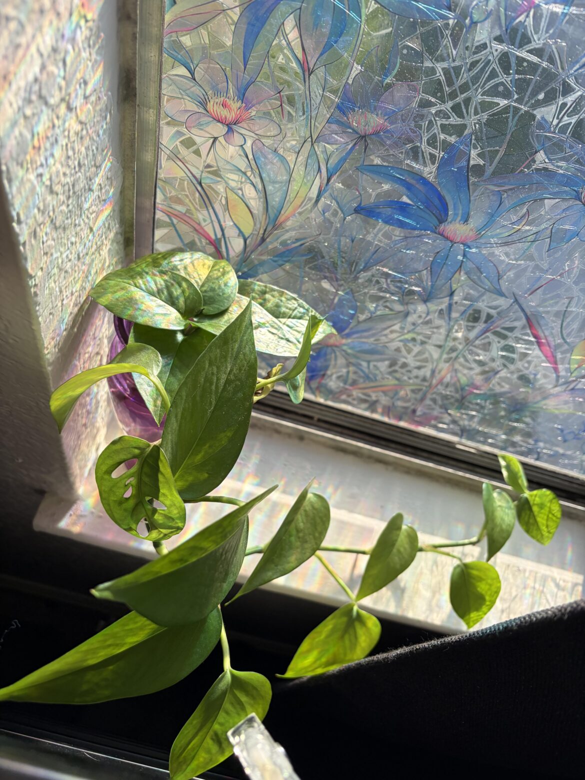 Can my plant photosynthesize through a window cling?