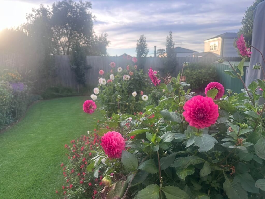 Our dahlia bed this morning. Melbourne, Australia.