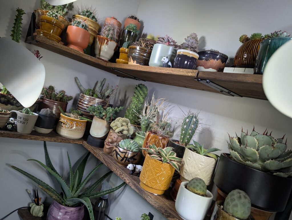 Just showing off after some recent additions/pruning/repotting.