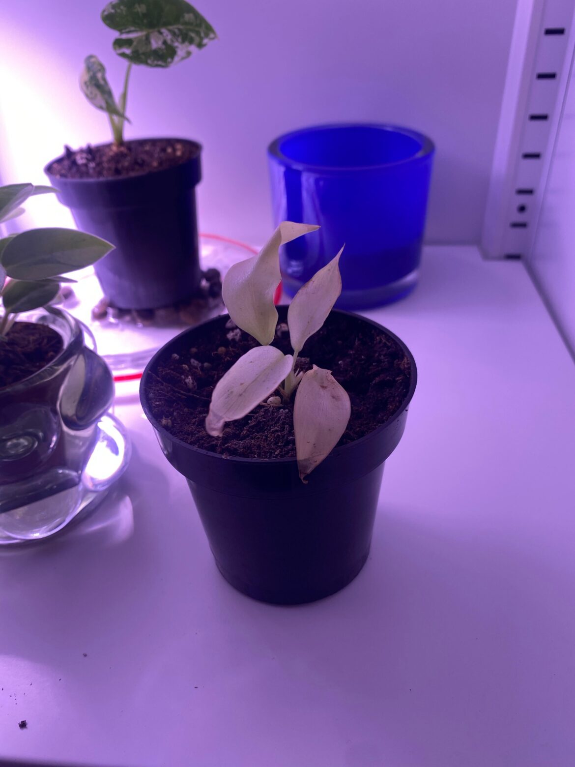 Philodendron Snowdrift: All white leaves on a starter I ordered- is there any hope without chlorophyll?