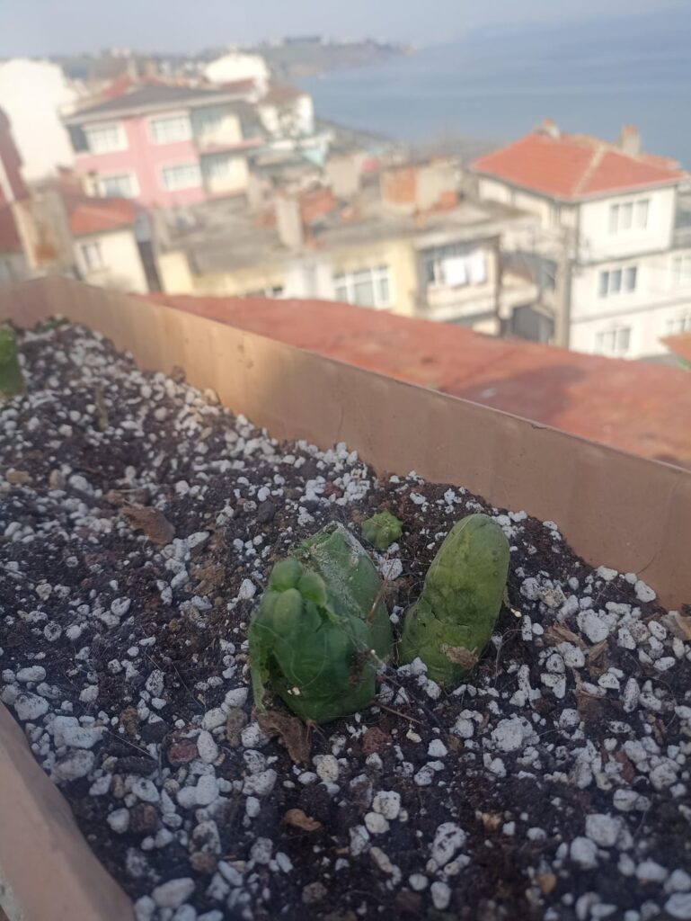 Friends dog destroyed my tbms. Any chance for saving them?