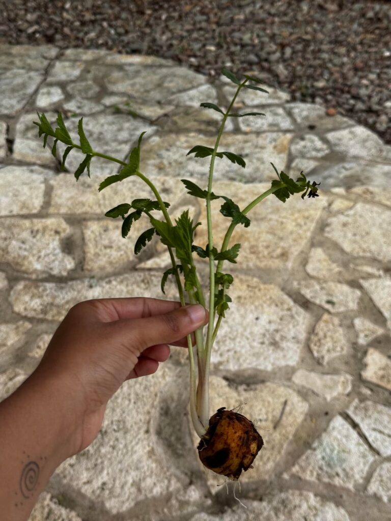 Help me identify volunteer compost plant