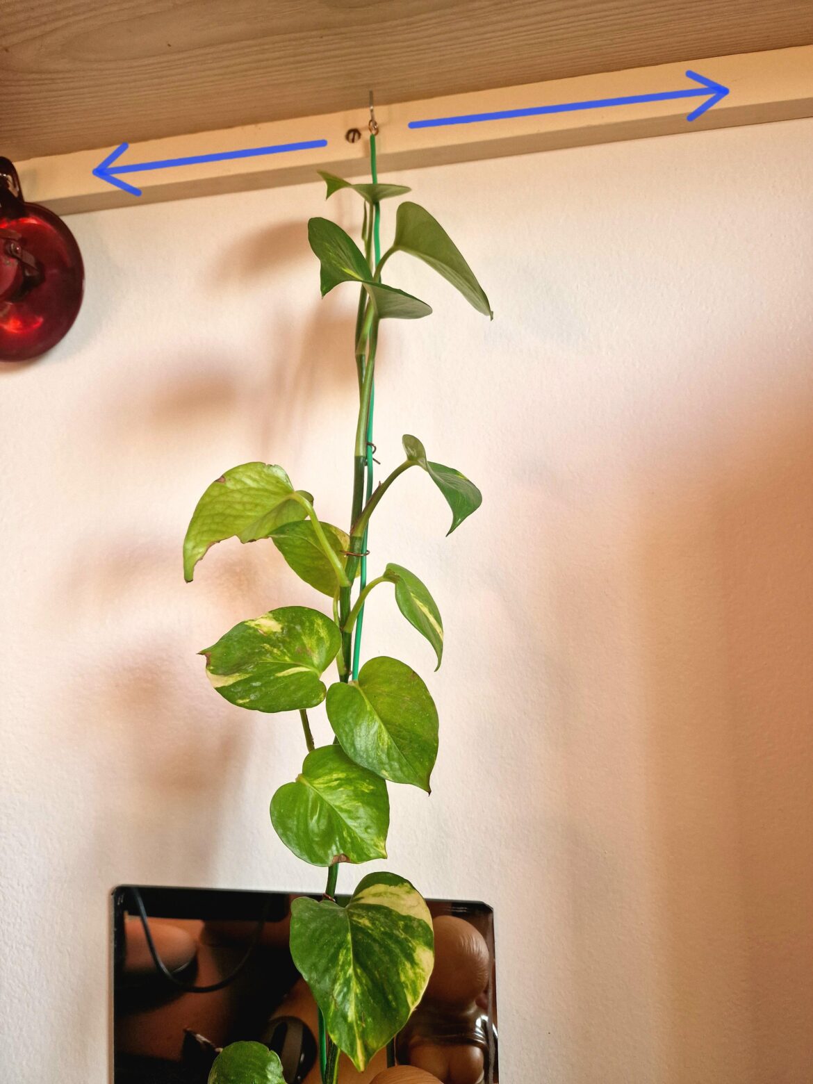 How to stimulate this little beauty to grow in two opposite directions at the top? How to stimulate this little beauty to grow in two opposite directions at the top?