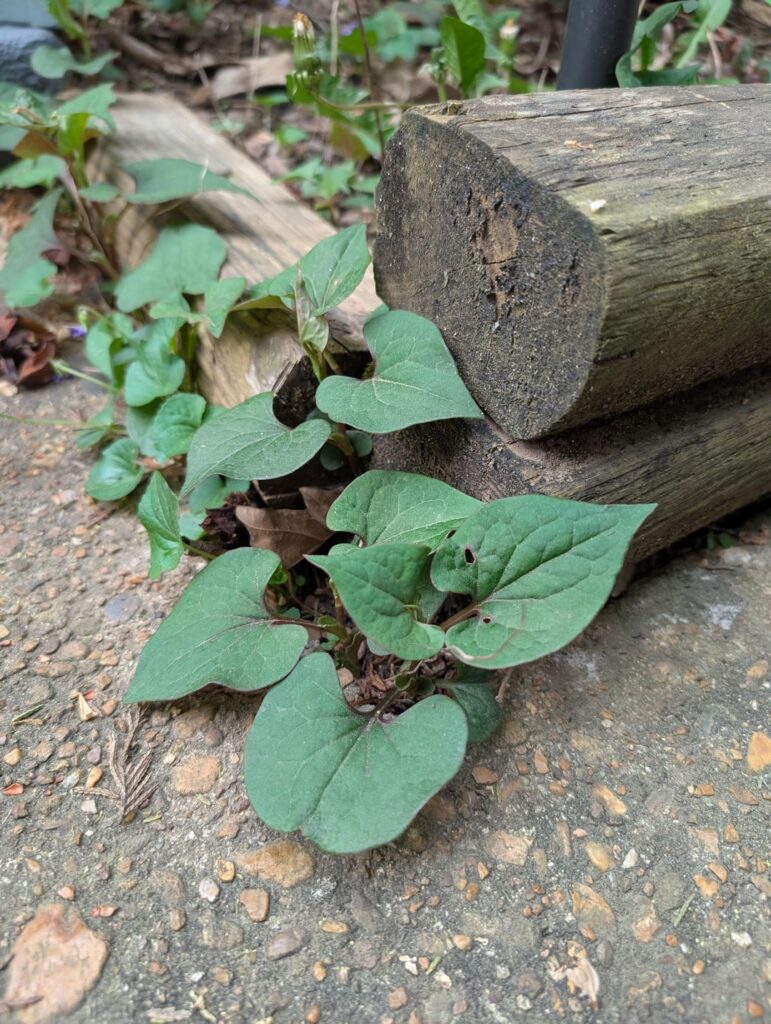 What's this?