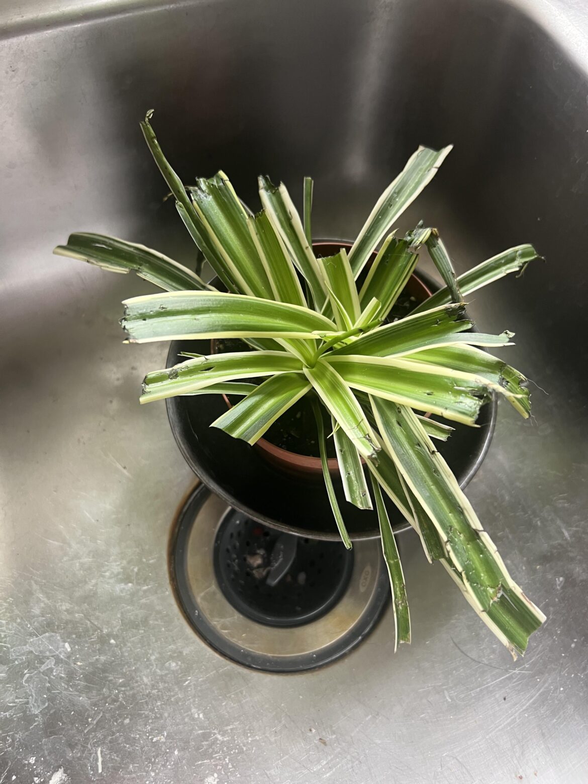 Spider plant & cats Spider plant & cats