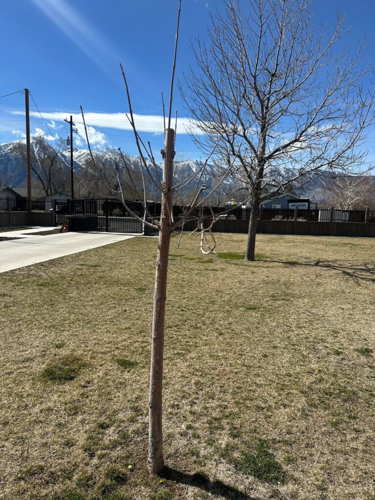 Should I remove these trees altogether?
