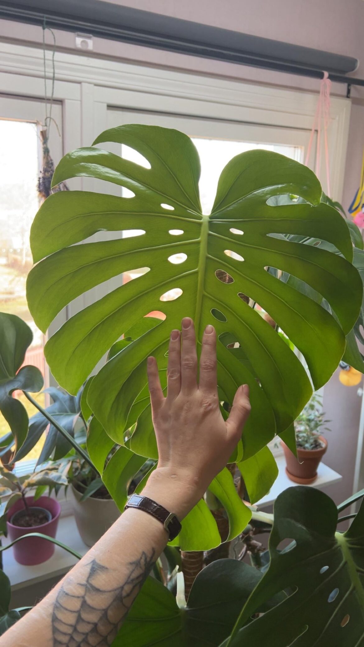 My monsteras new leaf is insane