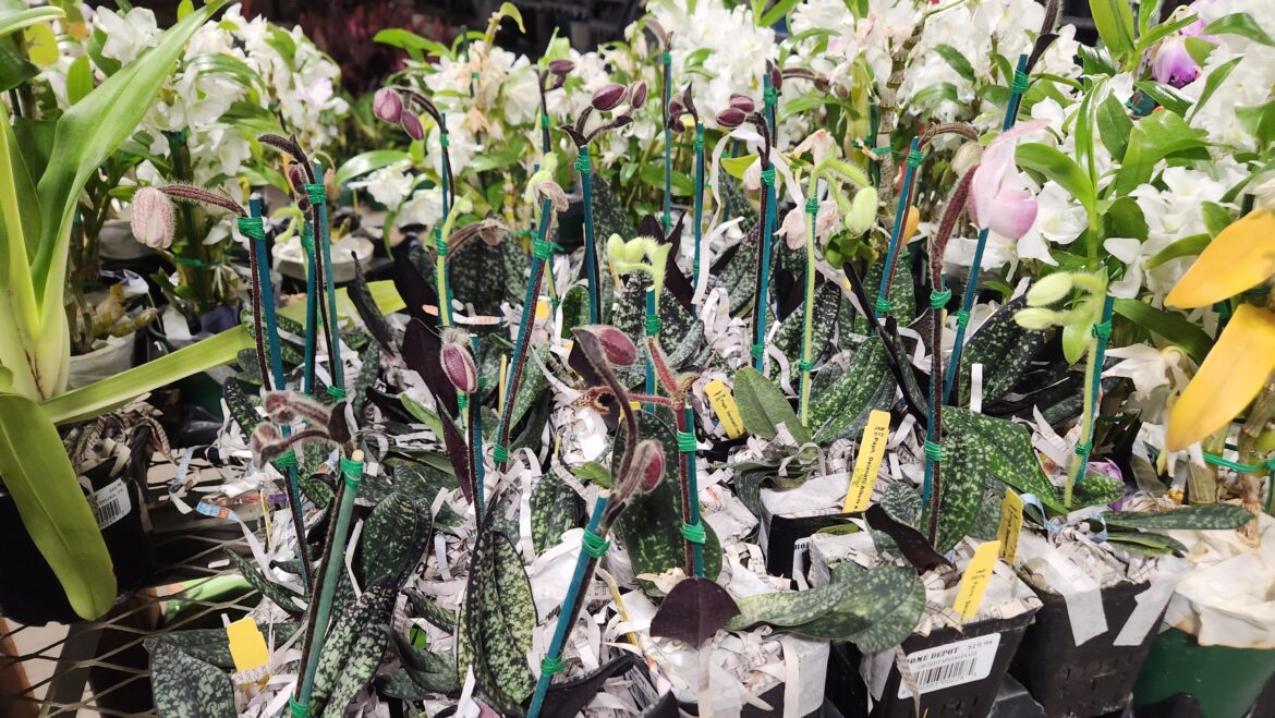 obligatory "omg look at these babies i found at corporate retail store name here 😍"