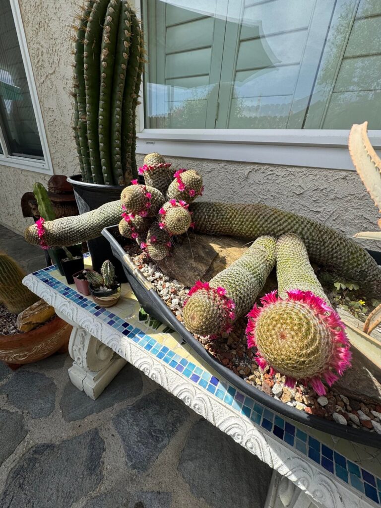 Mammillaria matudae in bloom! 🌸